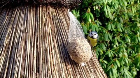 Hungry titmouse on the feeder. Stock Footage 233352774