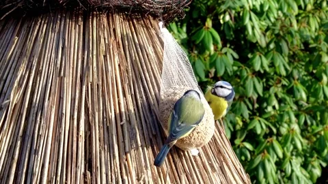 Hungry titmouse on the feeder. Stock Footage 233353185