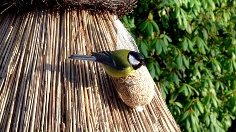 Hungry titmouse on the feeder. Stock Footage 233353189