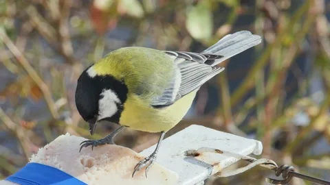 Hungry titmouse pecks at fat and flies away, macro Vídeos de archivo 233167486