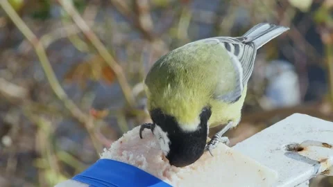 Hungry titmouse pecks fat , macro 動画素材 233167560