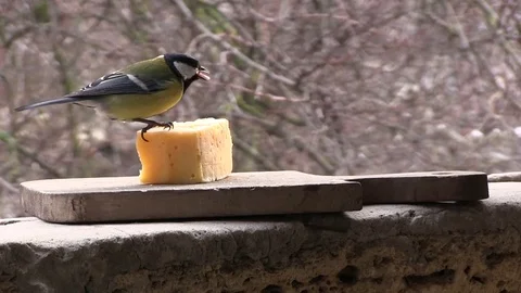 Hungry tits eat cheese 動画素材 85083386