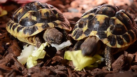 Hungry tortoises Stock Footage 124290898