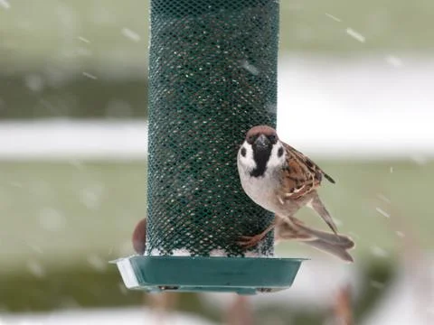Hungry tree sparrow Stock Photos