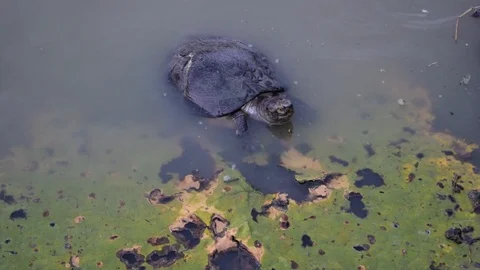Hungry Turtle Eats a Giant Water Lily Video stock 90625405