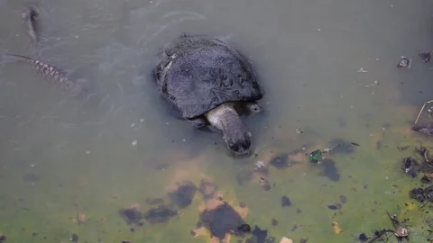Hungry Turtle Eats a Giant Water Lily Video stock 90625746