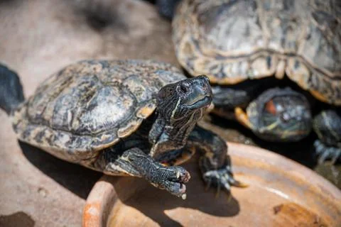Hungry Turtle Stock Photos
