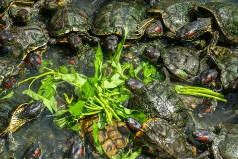 Hungry turtles in a temple Stock Photos