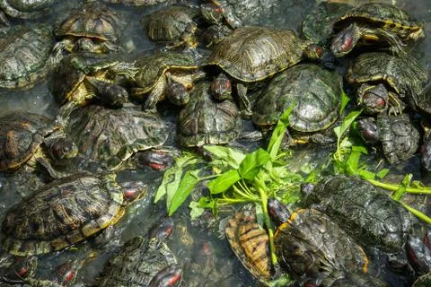 Hungry turtles in a temple Stock Photos