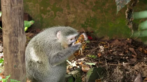 A hungry Vervet monkey eating a pineapple skin Stock Footage 134006080