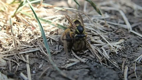 Hungry wasp attacked the bee Video stock 115951599