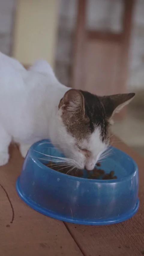 Hungry white cat eating dry food Stock Footage 337598190