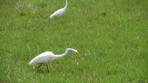 Hungry white egret Stock Footage 125492290