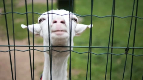Hungry white goat pressing wire mesh fence, showing intense facial expression Vidéo 307993868