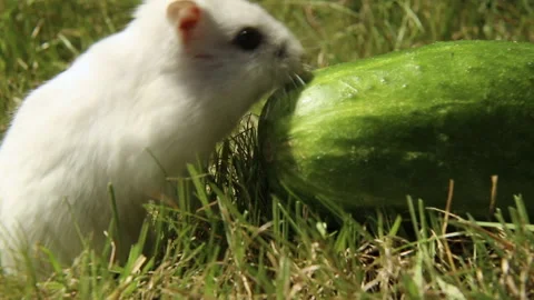 A hungry white hamster on the grass approaches a cucumber. Stock Footage 201009584