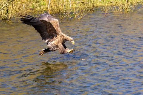Hungry white-tailed eagle diving and grabbing fish out of the water. Stock Photos