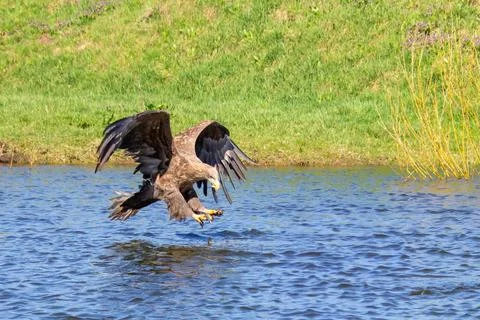 Hungry white-tailed eagle diving and grabbing fish out of the water. Stock Photos