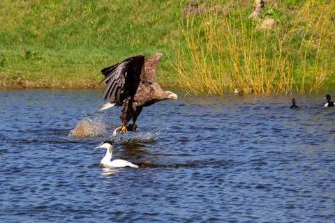 Hungry white-tailed eagle diving and grabbing fish out of the water. Stock Photos