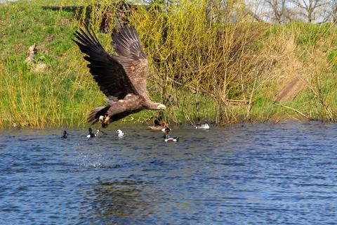 Hungry white-tailed eagle diving and grabbing fish out of the water. Stock Photos