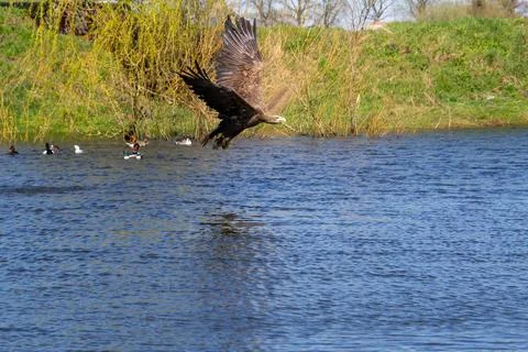 Hungry white-tailed eagle diving and grabbing fish out of the water. Stock Photos