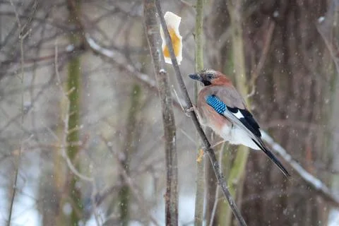 Hungry wild bird mockingjay on a tree in spring forest Foto stock