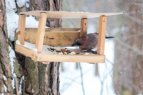 Hungry wild bird mockingjay on a tree in spring forest Stock Photos