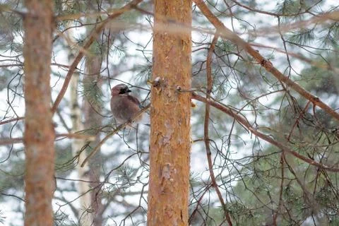 Hungry wild bird mockingjay on a tree in spring forest Stock Photos