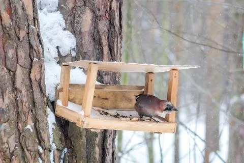 Hungry wild bird mockingjay on a tree in spring forest Stock Photos