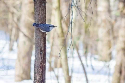 Hungry wild bird nuthatch on a tree in spring forest Stock Photos