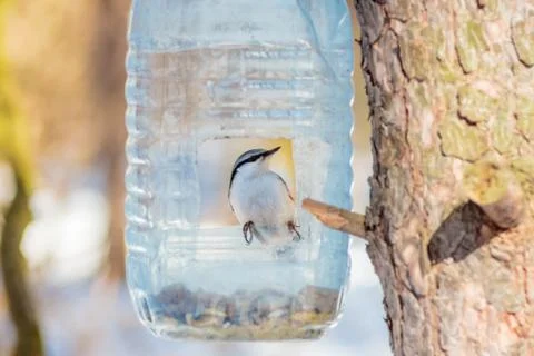 Hungry wild bird nuthatch on a tree in spring forest Stock Photos
