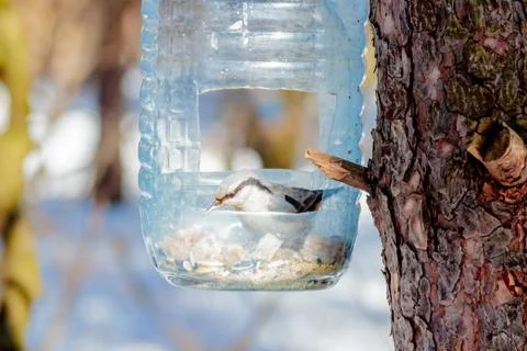 Hungry wild bird nuthatch on a tree in spring forest Stock Photos