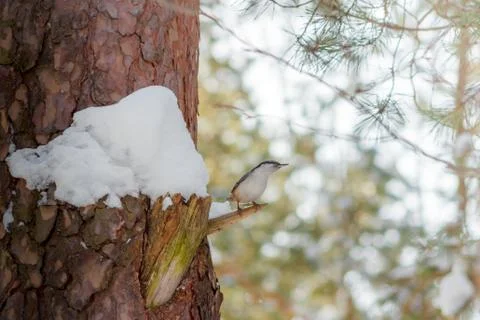 Hungry wild bird nuthatch on a tree in spring forest Stock Photos