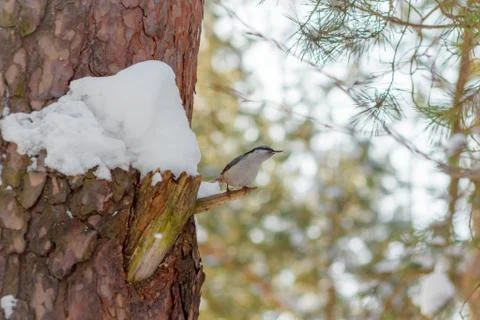 Hungry wild bird nuthatch on a tree in spring forest Stock Photos