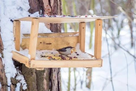 Hungry wild bird nuthatch on a tree in spring forest Stock Photos