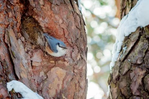 Hungry wild bird nuthatch on a tree in spring forest Stock Photos
