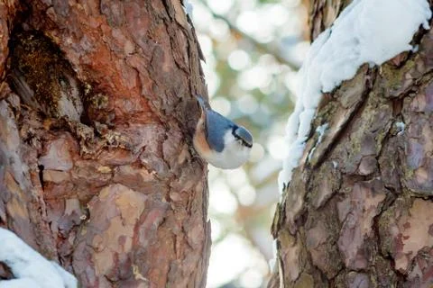 Hungry wild bird nuthatch on a tree in spring forest Stock Photos