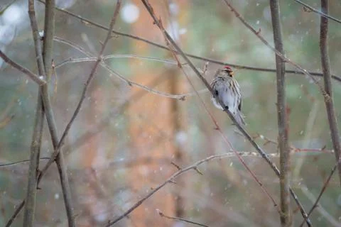 Hungry wild bird  redpoll on a tree in spring forest Stock Photos
