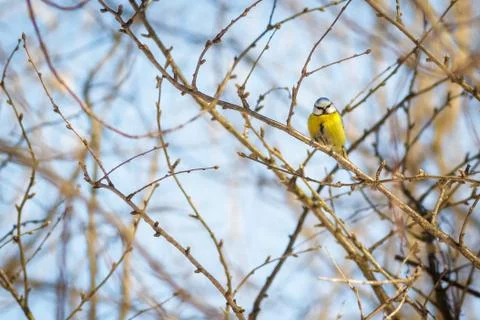 Hungry wild bird titmouse on a tree in spring forest Stock Photos