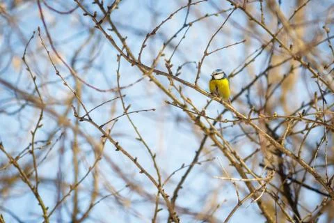 Hungry wild bird titmouse on a tree in spring forest Stock Photos