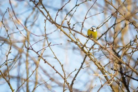 Hungry wild bird titmouse on a tree in spring forest Stock Photos