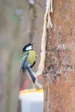 Hungry wild bird titmouse on a tree in spring forest Stock Photos