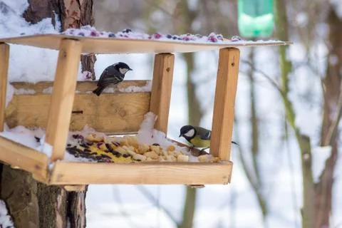 Hungry wild bird titmouse on a tree in spring forest Stock Photos