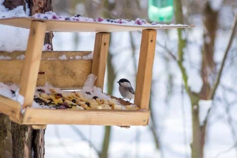 Hungry wild bird titmouse on a tree in spring forest Stock Photos