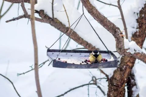 Hungry wild bird titmouse on a tree in spring forest Stock Photos