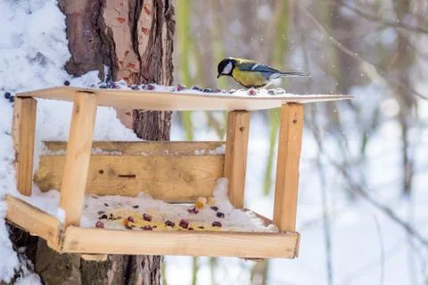 Hungry wild bird titmouse on a tree in spring forest Stock Photos
