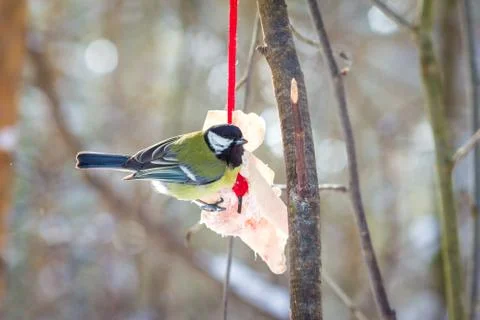 Hungry wild bird titmouse on a tree in spring forest Stock Photos