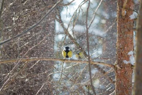 Hungry wild bird titmouse on a tree in spring forest Stock Photos