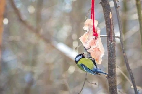 Hungry wild bird titmouse on a tree in spring forest Stock Photos