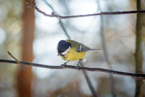 Hungry wild bird titmouse on a tree in spring forest Stock Photos