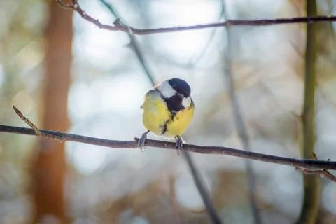 Hungry wild bird titmouse on a tree in spring forest Stock Photos
